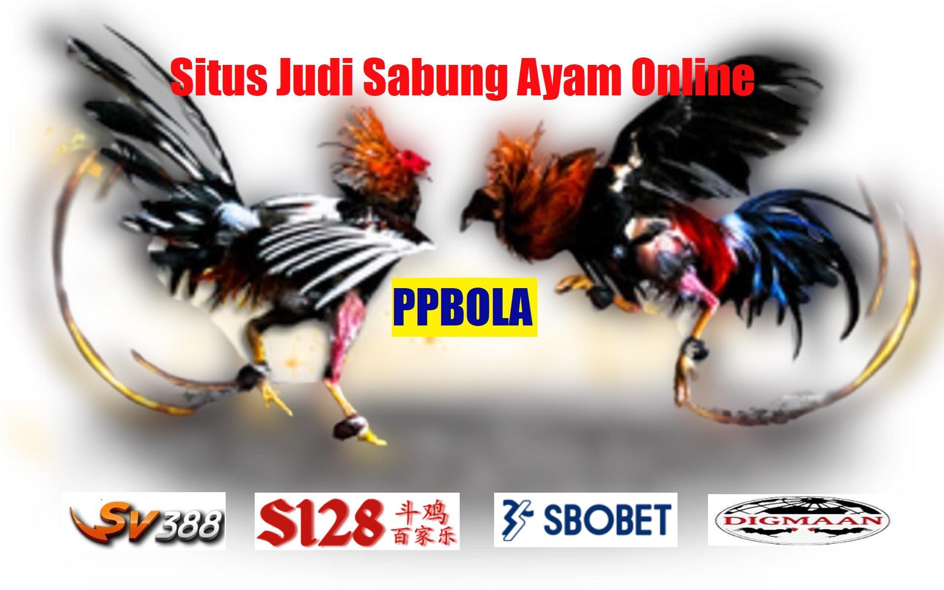 Agen Sabung Ayam 6X Win: Tempat Terbaik untuk Bertaruh!